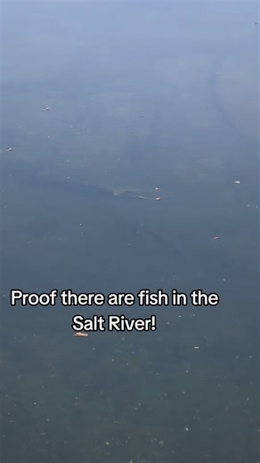 #fish #fishing #trout #arizona #catfish