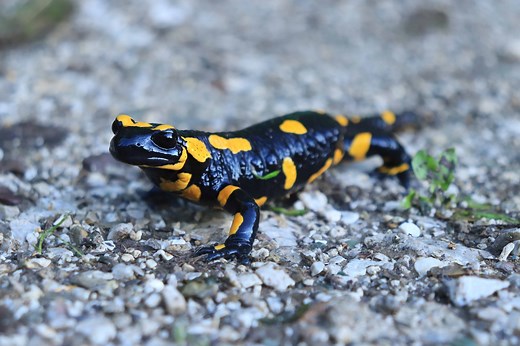 Black and Yellow Salamander: What Is It Called and Is It Dangerous?