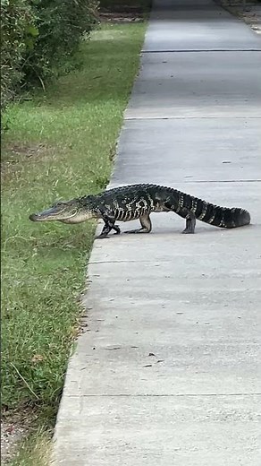 Small Alligator Walks on Concrete Ledge Before Returning to the Water
