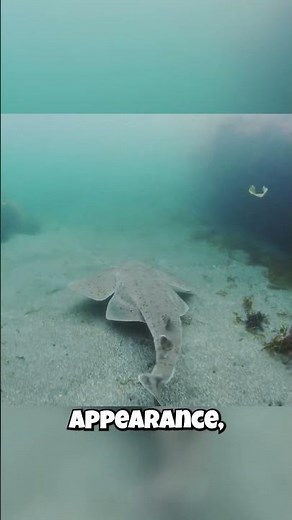Angel Sharks: They're SECRETLY Rays?! (Almost!) 🤫