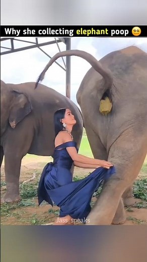 Why the collecting elephant's poop || #shorts #facts #shortsfeed #viral