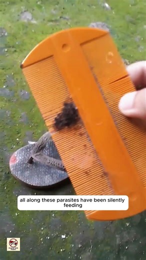 “Cat Looks Healthy Until Combing Reveals Hundreds of Ticks | Shocking Hidden Parasites”
