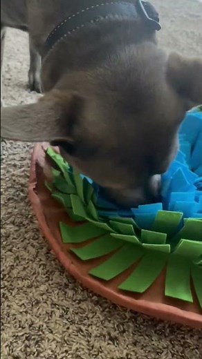 Turn mealtime into playtime with a snuffle mat—stimulate your dog’s nose and brain!