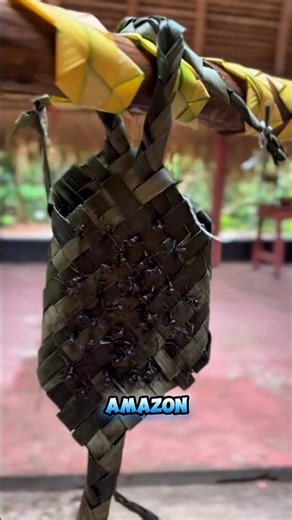 Unique Adult Traditions of the Satere-Mawe Tribe | Amazon Culture #Shorts