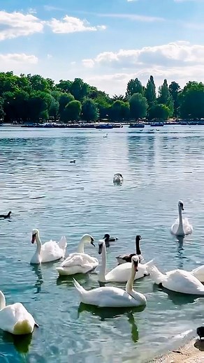 1.3K views · 95 reactions |  A Tranquil Gem in the City’s Hustle: Hyde Park, London! ✨️ HydeParkLondon #UrbanOasis #CityTranquility #HydePark #LondonParks #RoyalParks #SummerVibes #LondonLife #LondonLove #London #Londontown #Fyp London Town #CapturedByLondontown #SholaLawrence Shola Lawrence | London Town | Facebook