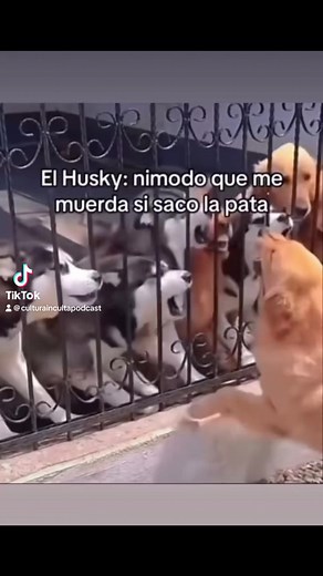 489K views · 11K reactions | • Alabar de forma exagerada a una persona o cosa o expresar con grün admiración la bondad de sus cualidades. ¿Tú cómo la usarías? #palabra #palabras #palabrassabias #perro #perros #perrosgraciosos #parati #aprender #sabiasque #curiosidades #español #culturainculta | Cultura Inculta Podcast | Facebook