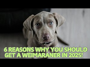6 Reasons Why You Should Get a Weimaraner in 2025!