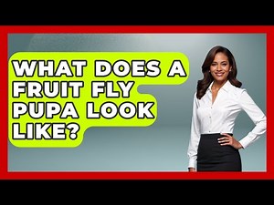 What Does A Fruit Fly Pupa Look Like? - Insects and Invaders