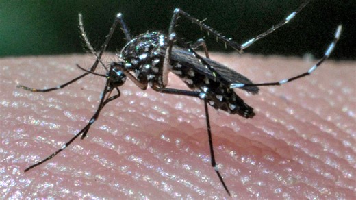 Here's what you should know about climate variability and how it impacts mosquitoes, ticks