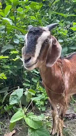 Only 2 moods #reality #humor #funnyreels #reallife #funnymemes #foryouシ #trending #funny | Yarata