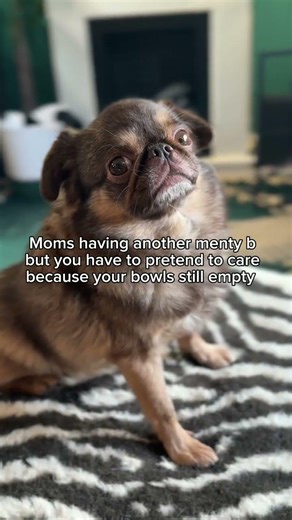 King Chilli The Pug | Daily Chaos