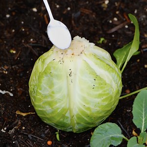 447K views · 1.4K reactions | Useful grandma hacks for preserving food | FoodGasmic | Facebook