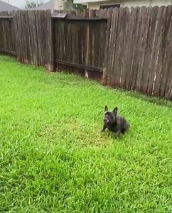 11 reactions | Frenchie raindance ️浪⁠ credit : tom_kings_kennel...