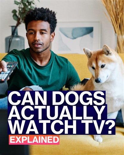 New research has revealed that our beloved dogs really do like watching TV, but what is on their must-watch list? | The Project