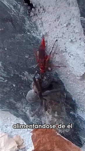 Probablemente El Grupo De Insectos Más Importante