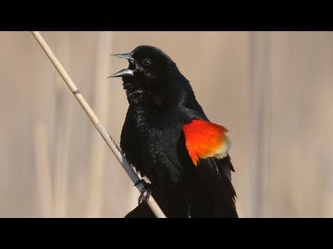 How Nature Works: Red-winged Blackbird Display
