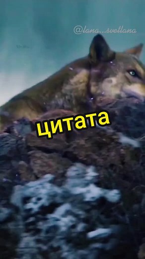 Captivating Close-Up of a Calm Wolf in Nature