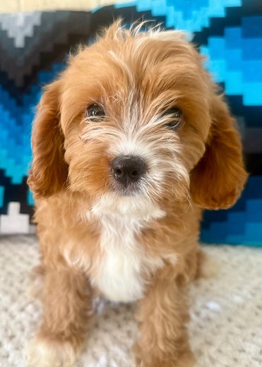 10K views · 53 reactions | Who needs this in their life? 凉 #cavapoo #puppies #cavapoopuppy #pawrade | Pawrade | Facebook