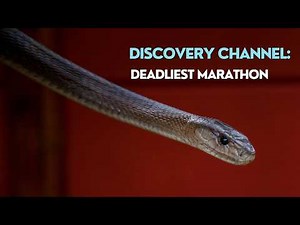 Full Discovery Channel Documentary 3 Hour Marathon: Africa's Wildest And Deadliest!