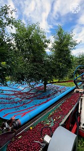 Sweet process of harvesting sour cherry Partner: bori_csaladi_gazdasag TT: https://www.tiktok.com/@bori_csaladi_gazdasag | Awesome