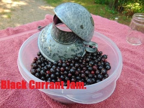 Black Currant Jam Recipe