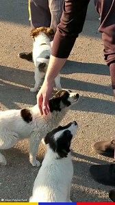 66K views · 583 reactions | Voici les chiots de Tchernobyl. Descendants des animaux abandonnés après la catastrophe nucléaire de 1986, ils sont désormais des centaines à avoir repeuplé la zone évacuée. | Konbini news | Facebook