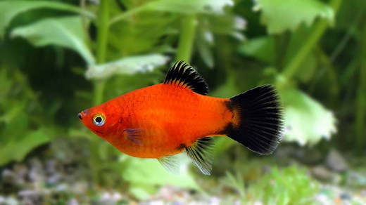 Platy Fish Lifespan: How Long Do Platies Live?
