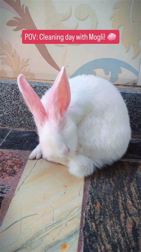 So Satisfying! Mogli Bunny cleaning himself 🐰🧼 #Shorts #ASMR