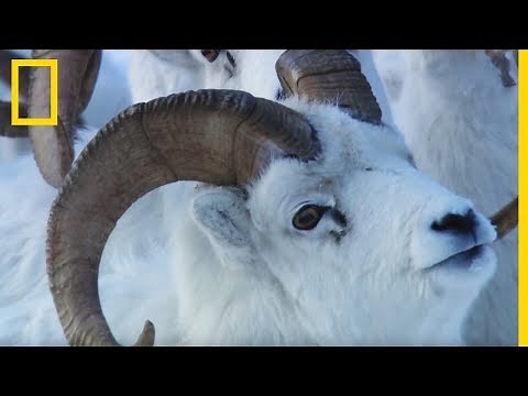 En rut : les combats des mouflons de Dall pour s'accoupler