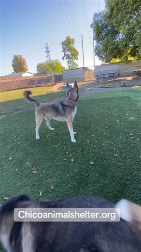 3.6K views · 75 reactions | 2579 Fair St in Chico | Chico Animal Shelter | Facebook