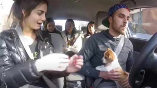 Uber Driver Brings Joy To Unsuspecting Riders By Bringing Adorable Puppy Along For Their Ride