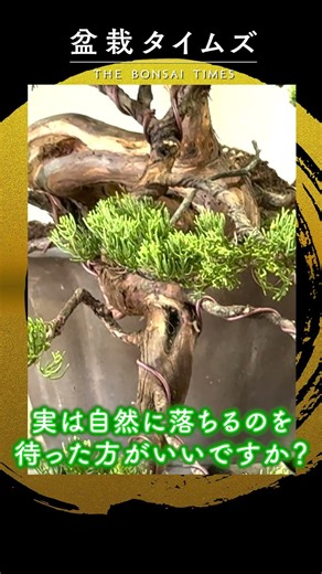 [Juniperus chinensis] Cuttings for 40 years, now heading towards bonsai