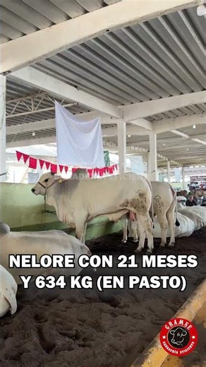 This champion calf weighs 634 kg at only 21 months and is pasture-raised #cattlefarming #nelore