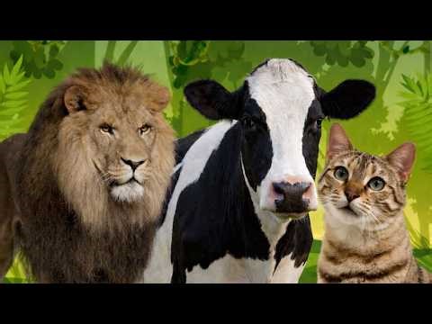 Animal Sounds for Kids | Learn Farm and Wild Animals | Fun Kids Learning