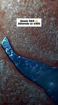 What does blood look like under a microscope? 🤯 #microscope #science #shorts #microbiology #zoom