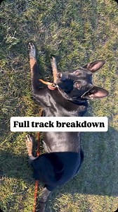 After taking a wasp 🐝 break from tracking, we had some of the old, crappy behavior return for the first few tracks. That included a lack of intensity but mostly, too much speed. While this track is far from perfect, we are edging closer to my perfect picture of tracking. Most importantly, he’s not 30% shorter as he tracks 😳 🤦‍♀️ and instead is confident and methodical. Creeping along the track is not an acceptable picture for me, which is why I use corrections to proof and finalize, not to ed