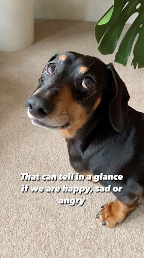 720K views · 812 reactions | It’s so true, they really do feel our emotions don’t they? #dogsarethebestpeople #ilovemydogsomuch #doglifeisgood #dogsforever #weeklyfluff | Brunotheminidachshund | Facebook