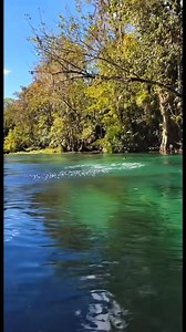 So nobody was gonna tell me!!?!?!?!? I was impressed with all the lizards 🦎 if I would have seen a monkey 🐒 I never woulda came home! 😫 #Florida #Wild #Monkeys #IDidntKnow #learnsomethingneweveryday | Sarah Buck