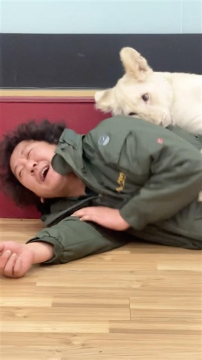 아기백사자 루카루나 지난 겨울 영상. 큰형님부터 사육사형님들 노고에 늘 감사합니다🩵🩷애들은 이가 나던 시기라 유독 점퍼 후리스 물고 뜯기를 좋아했던 시기랍니다.