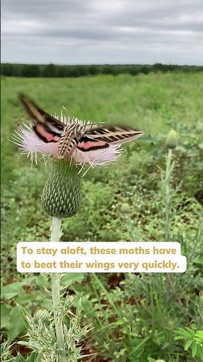 White-lined Sphinx Moth