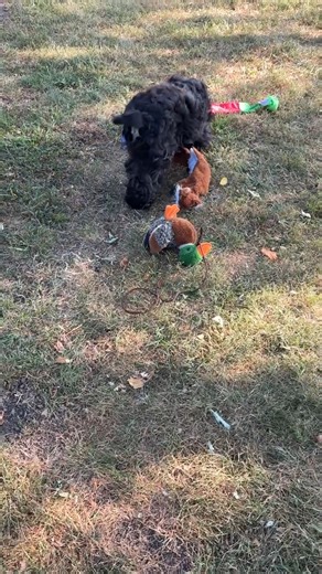 Cocker Spaniel puppy for sale