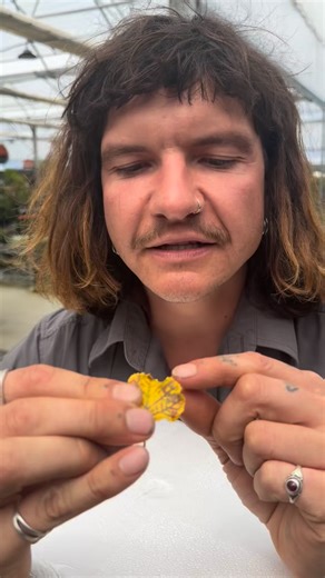 At Harmony, we do things a little differently to most garden centres — and it’s something we’re really proud of. We don’t rely on harmful chemicals to grow our plants. Instead, we work with nature, not against it. What many people don’t realise is that every three weeks we release over 100,000 beneficial insects throughout our nursery. These “good bugs” help control pests naturally, keeping our plants healthy without compromising the environment. It’s all part of our values and beliefs — growing