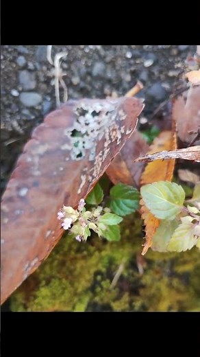 壁面観察会 花束のようなヒメジョオン 小さな花と苔 シダ 蔦が壁面緑化しています