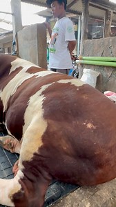 Sapi warna unik #sapi #cow #bull | Revan Dolan Kandang