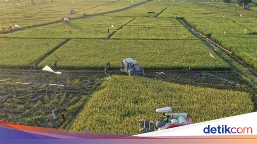 70 Ribu Ha Lahan Pertanian Hilang Setiap Tahun, Kementan Cetak Sawah Baru