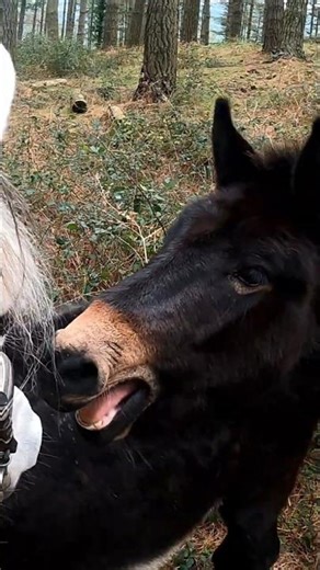 Do you know what this gesture means? 🐴