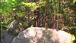 Gaudineer knob mountain of Monongahela national forest, West Virginia pov walking point of view at pine tree woods at Allegheny mountains sunrays