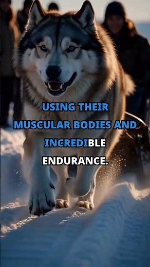 The Ultimate Pulling Power Dog: Alaskan Malamute Strength in Action 🛷💪#AlaskanMalamute, #StrongDogs
