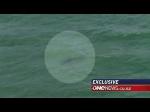 Vicious shark attack leaves man dead in New Zealand