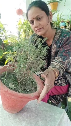 #bonsaiworkonrosemerry #rosemarryplant #bonsai #styiling bonsaipv